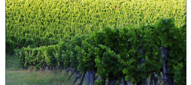 ACCUEIL DE STAGIAIRES BELGES DURANT LES VENDANGES.